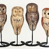 small-owls-1