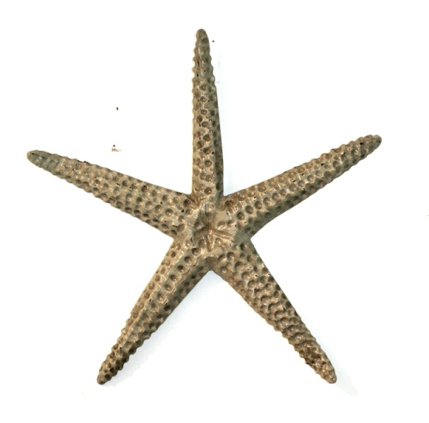 Large Starfish - Sage green