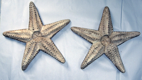 Small Starfish
